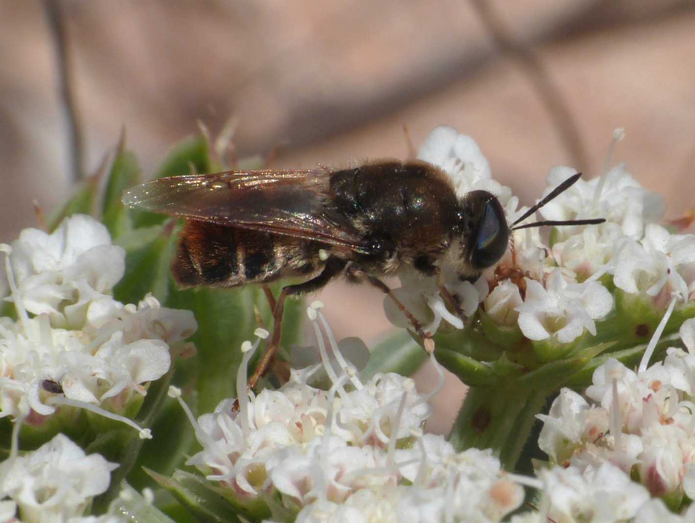 Stratiomys longicornis?